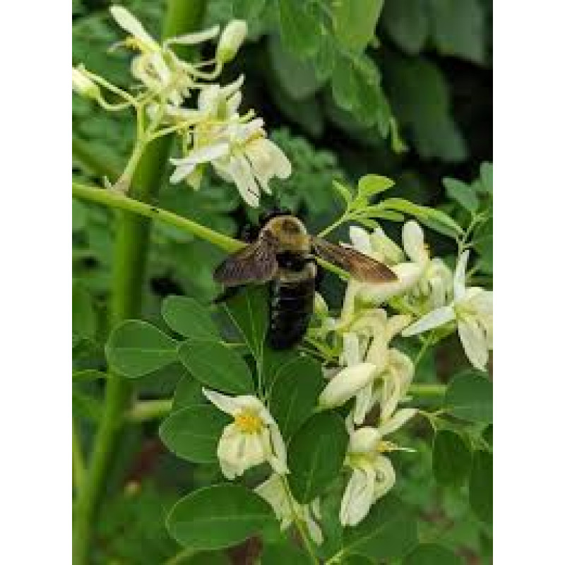 Moringa Honey - 250gm